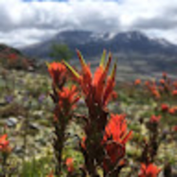 Meet your Posher, Ella - Picture 1 of 1